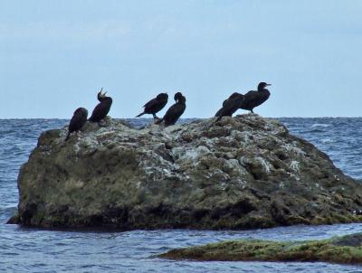 Прикрепленное изображение: CCW21.jpg